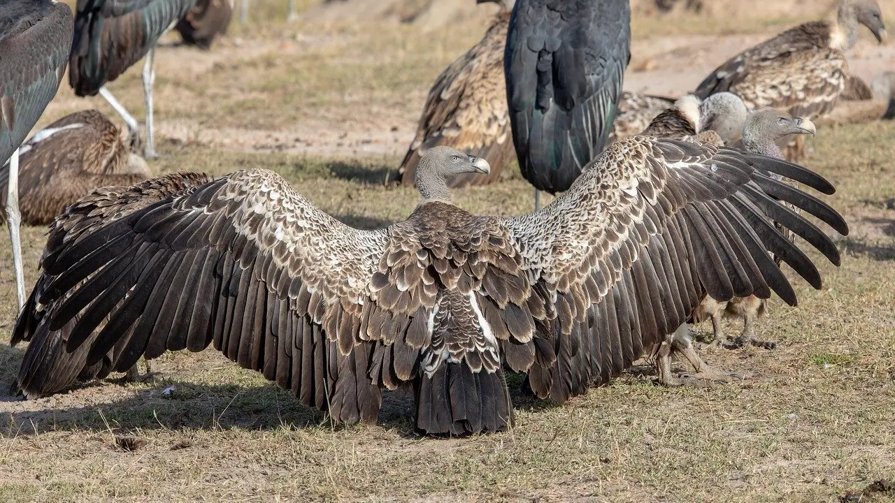 UPL lleva a las Cortes los ataques de buitres al ganado.