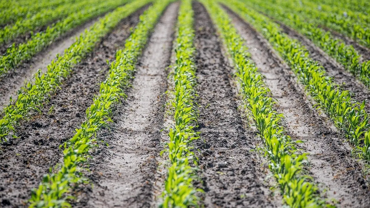 La plantación de maíz sigue paralizada por las intensas lluvias.