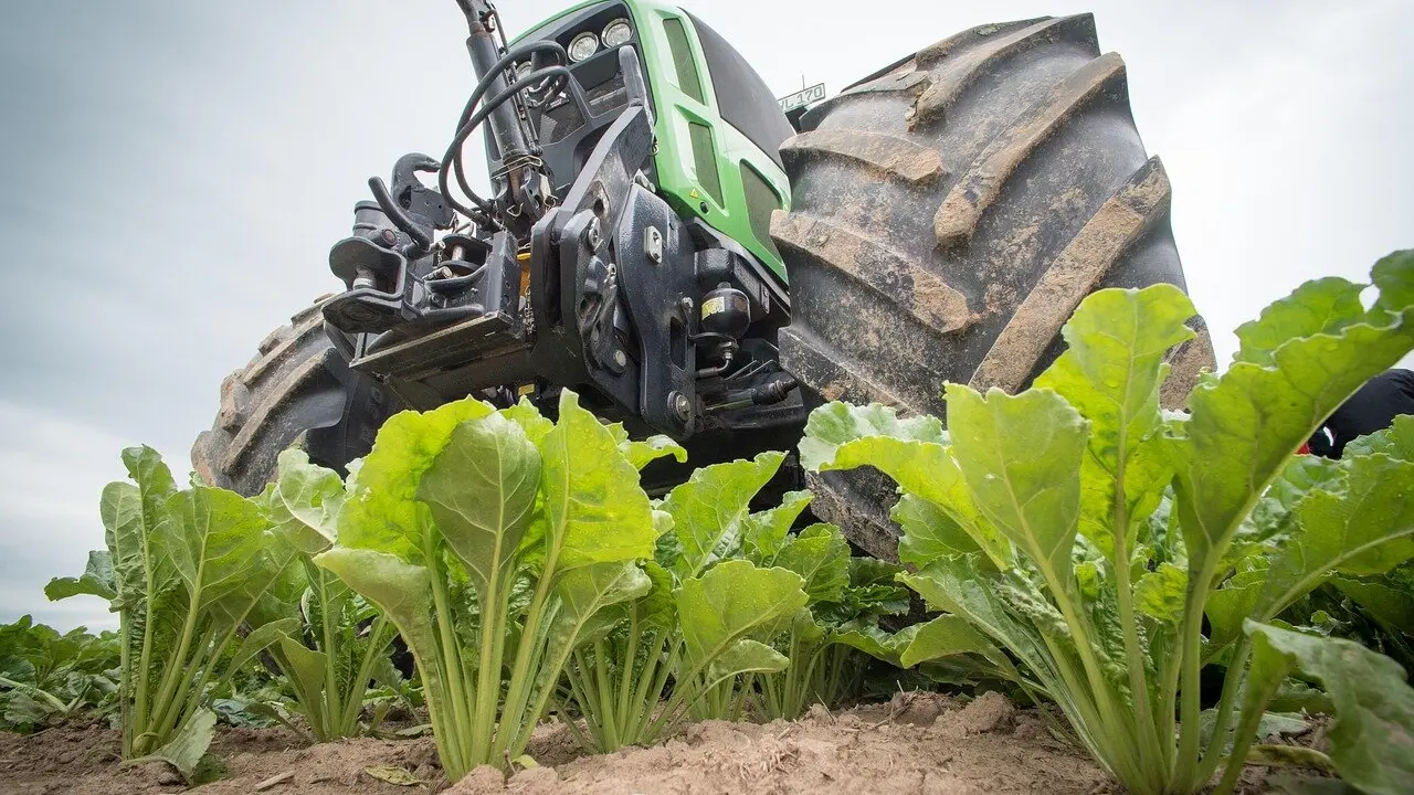 Maquinaria agrícola recorre un campo de remolacha.