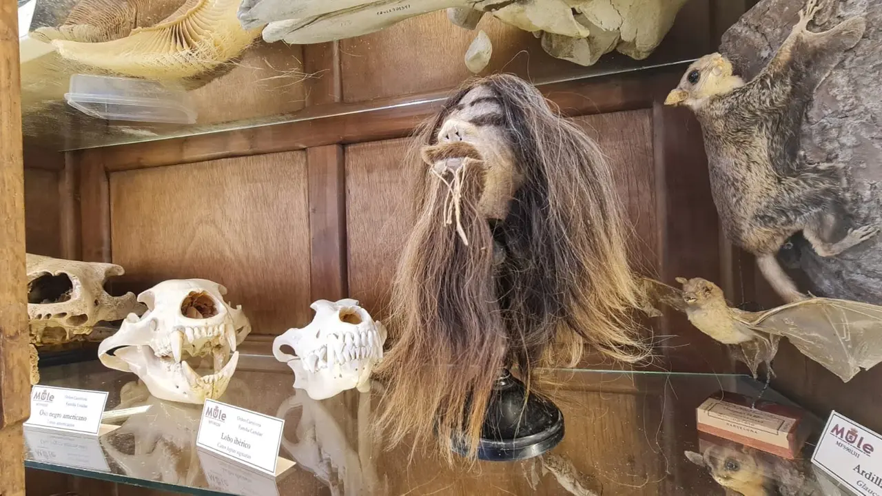 El Museo de las Colecciones de la Universidad de León (Mule) se ha consolidado como uno de los espacios más singulares del panorama museístico nacional.; en la imagen, la cabeza reducida de un jíbaro.