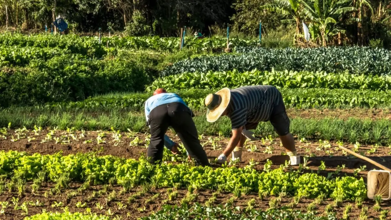Imagen de archivo de dos agricultores trabajando.