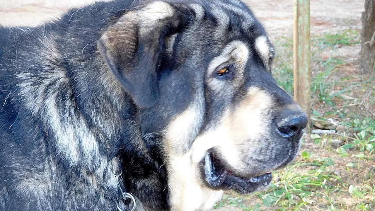 Hasta 70 mastines se podrían dar cita en Camposagrado.