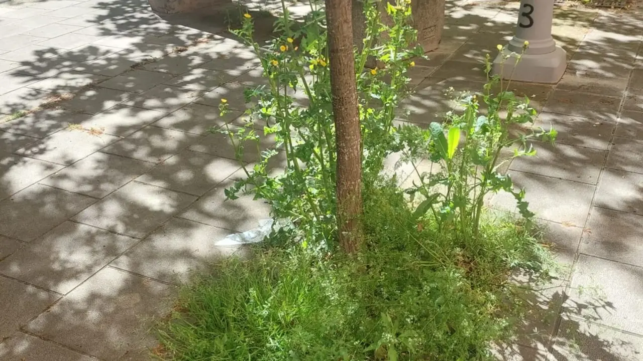 Foto enviada por UPL para denunciar el estado de "abandono" de Eras de Renueva