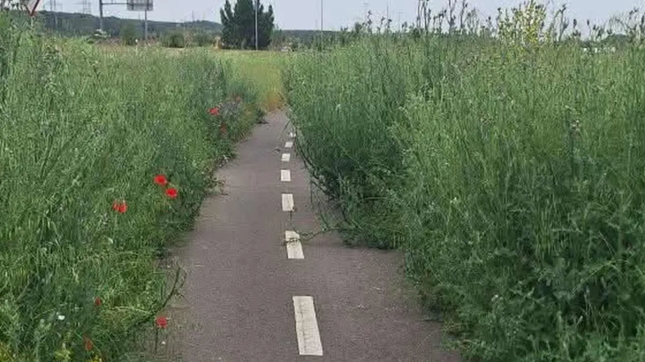 Imagen que se encuentran los ciclistas que usan el carril bici de La Granja.