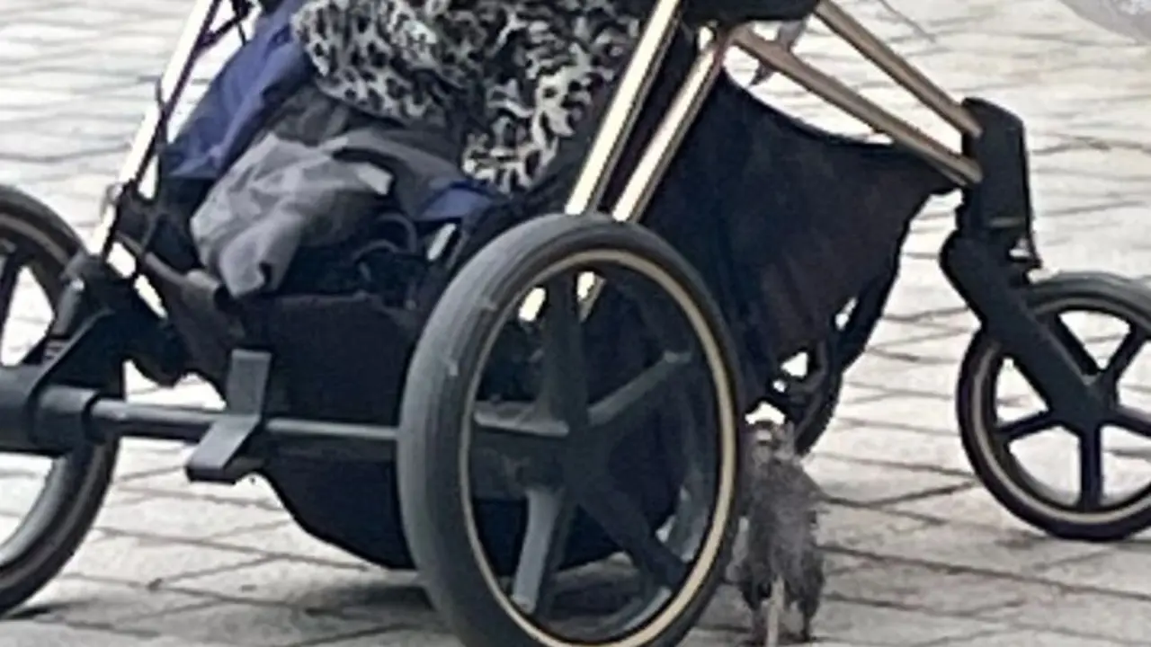 Una rata junto a un carrito de Bebé en el parque Juan Morano de León.