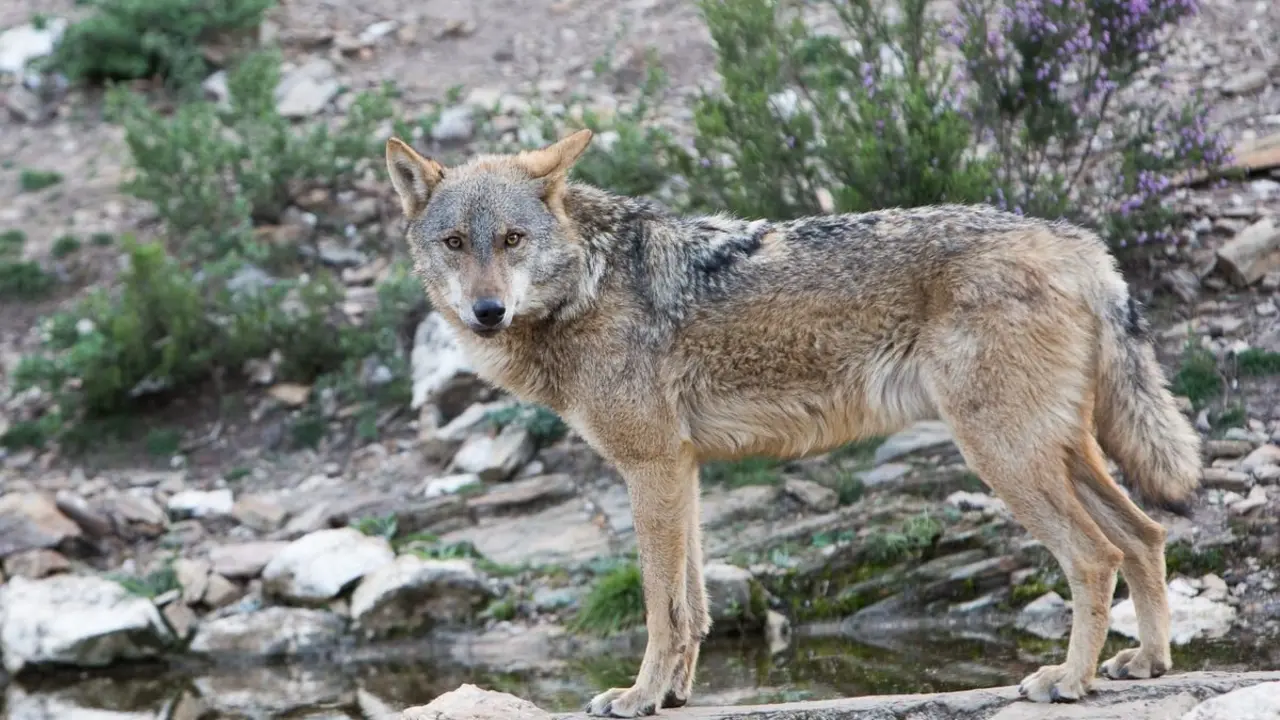 Imagen de un lobo ibérico. / JL LEAL