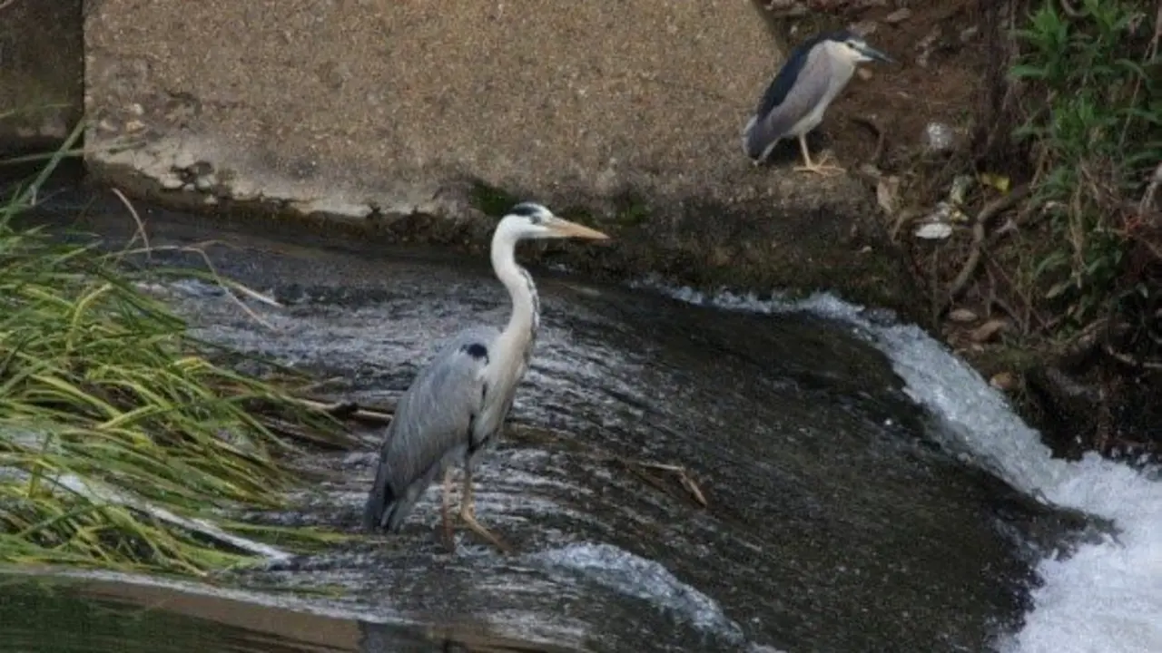 Un ejemplar de garza Ardea cinerea