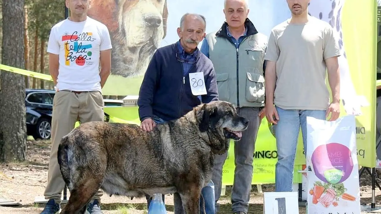 El mejor mastín en Camposagrado posa en el podio.