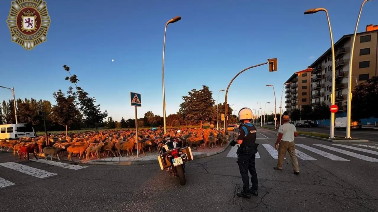 Trashumancia de ganado ovino a su paso por León capital. Foto: Policía Local de León.