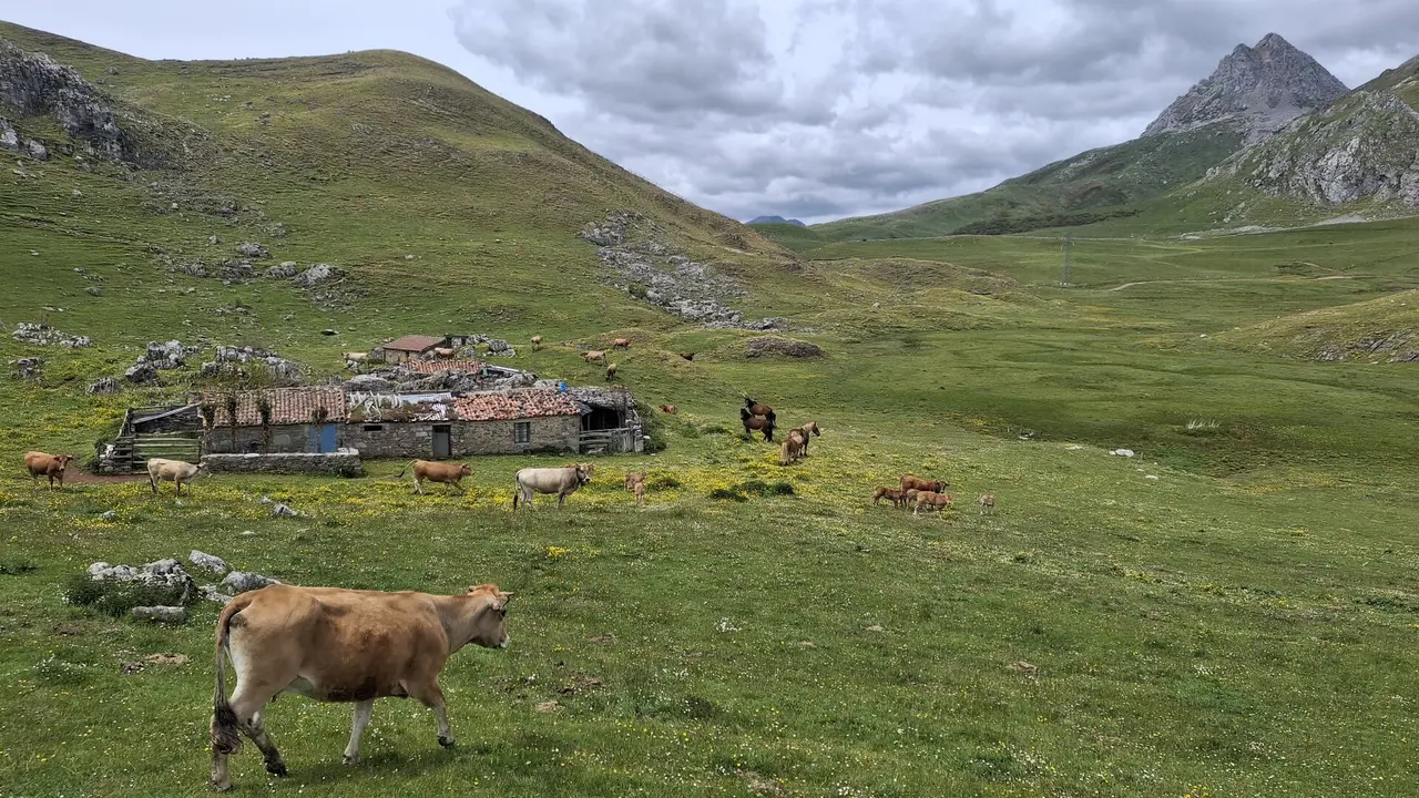 Vacas pastando en el Puerto de Pinos en junio de 2025.