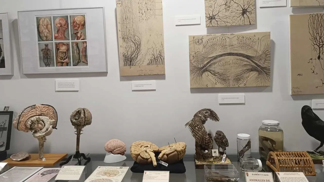 Ramón y Cajal 15