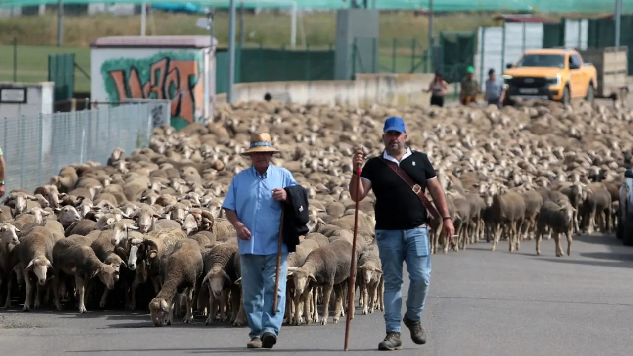 trashumancia en León (7)