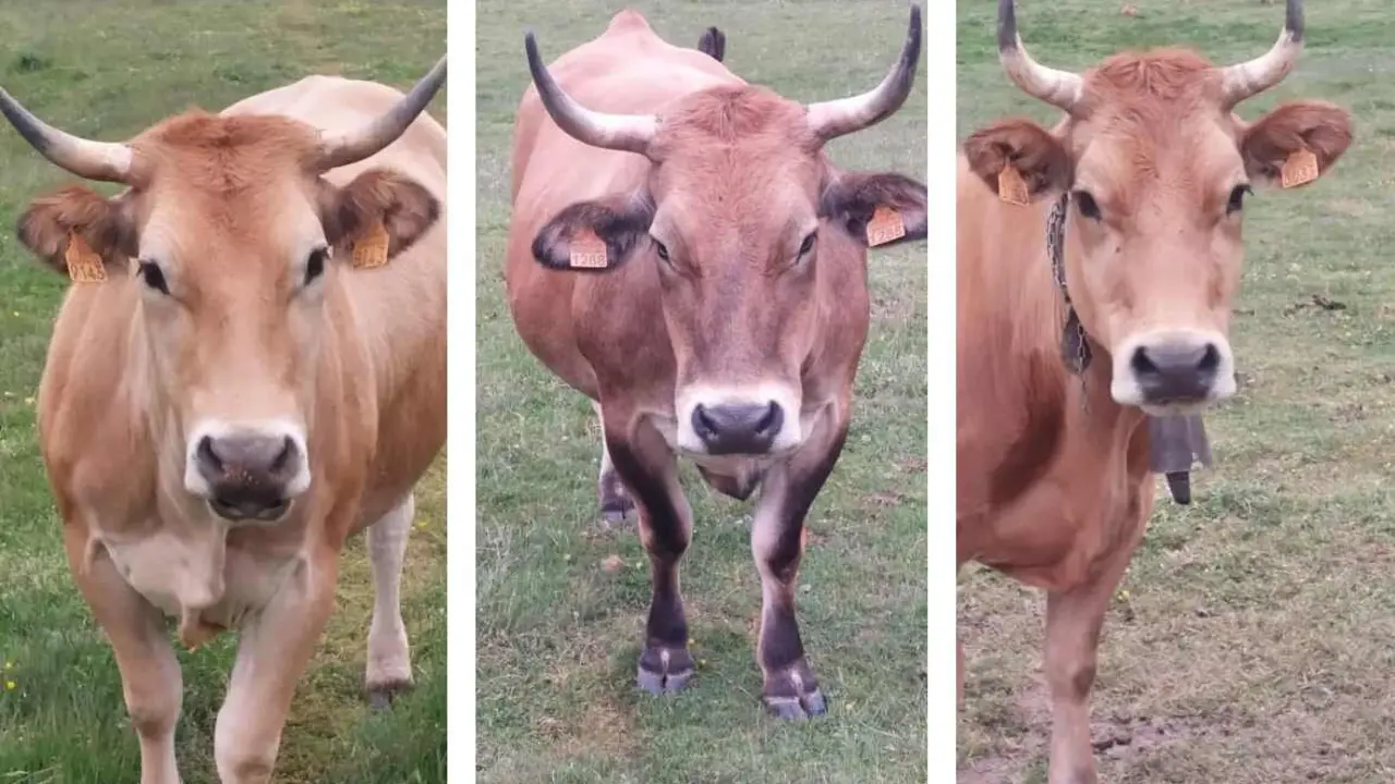Vacas asturianas en Riotuerto sin autorización ganadera.