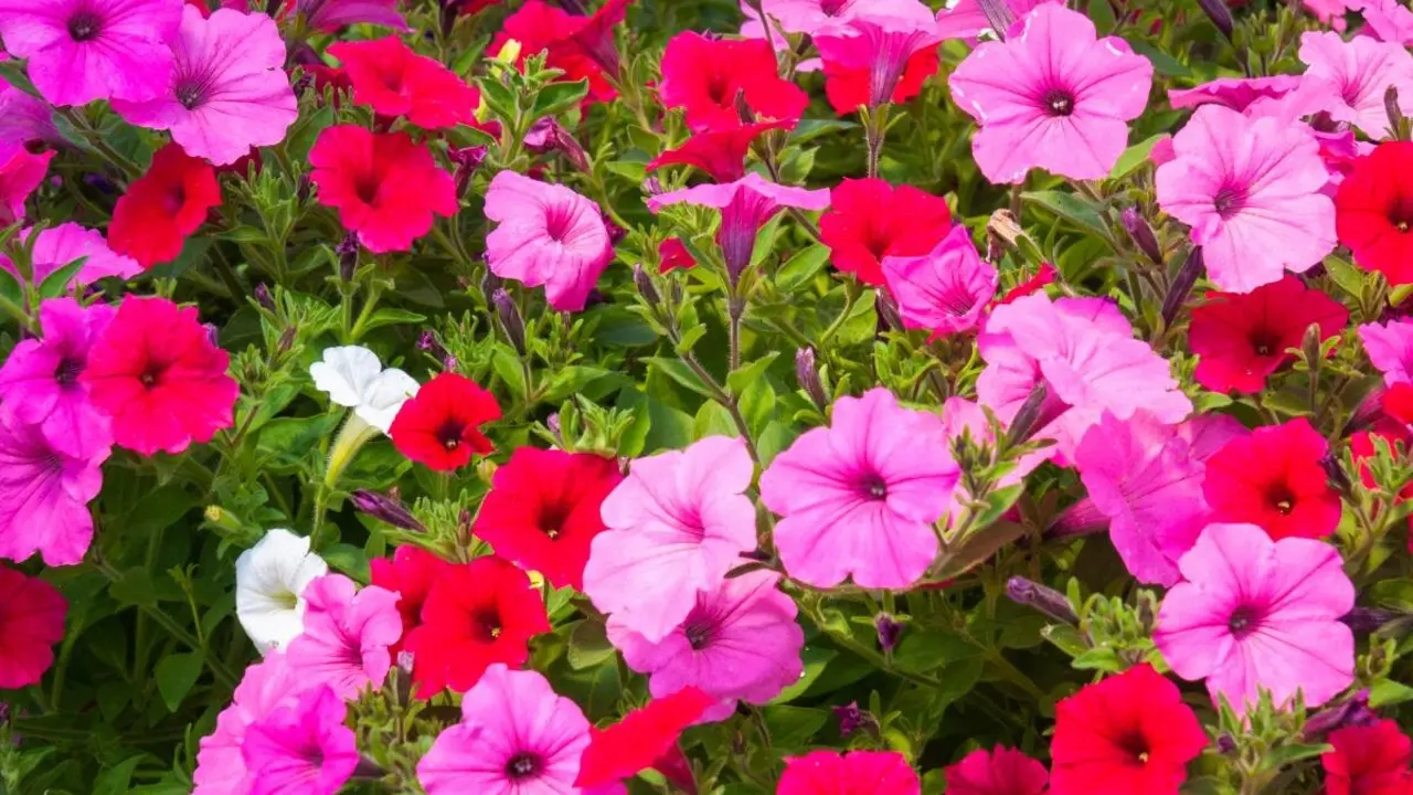 Imagen de archivo de petunias, una de las especies más comunes durante la temporada de verano.