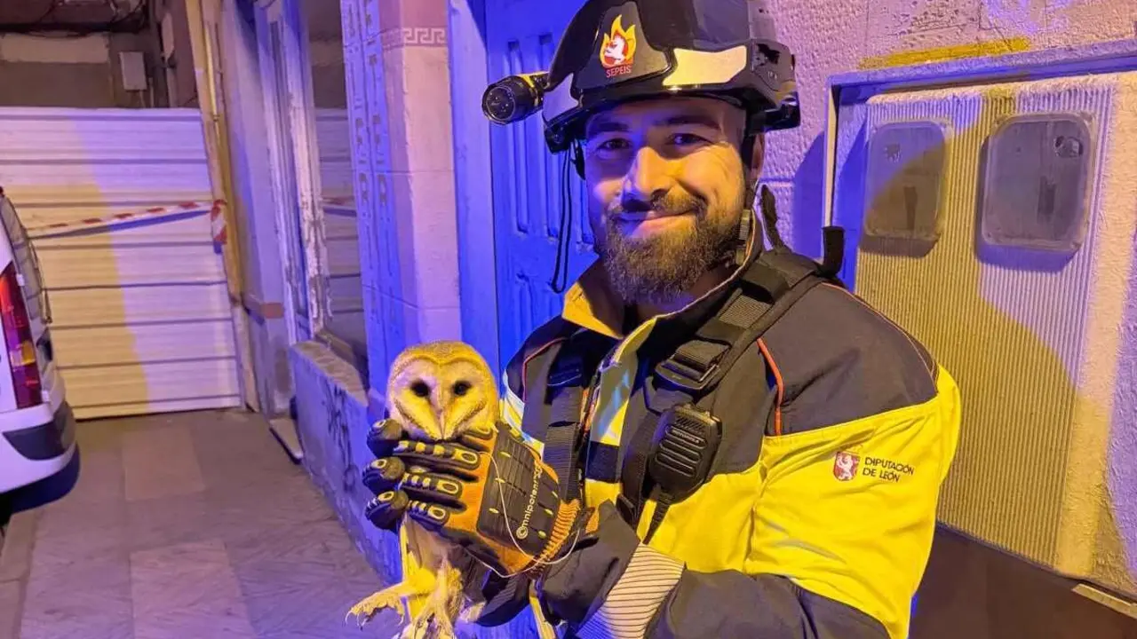 Los Bomberos del Servicio de Prevención, Extinción de Incendios y Salvamento (Sepeis) de la Diputación de León, adscritos al Parque de Celada de la Vega, intervinieron en Astorga para rescatar a una lechuza que permanecía inmovilizada en la fachada de un edificio. Foto: Sepeis