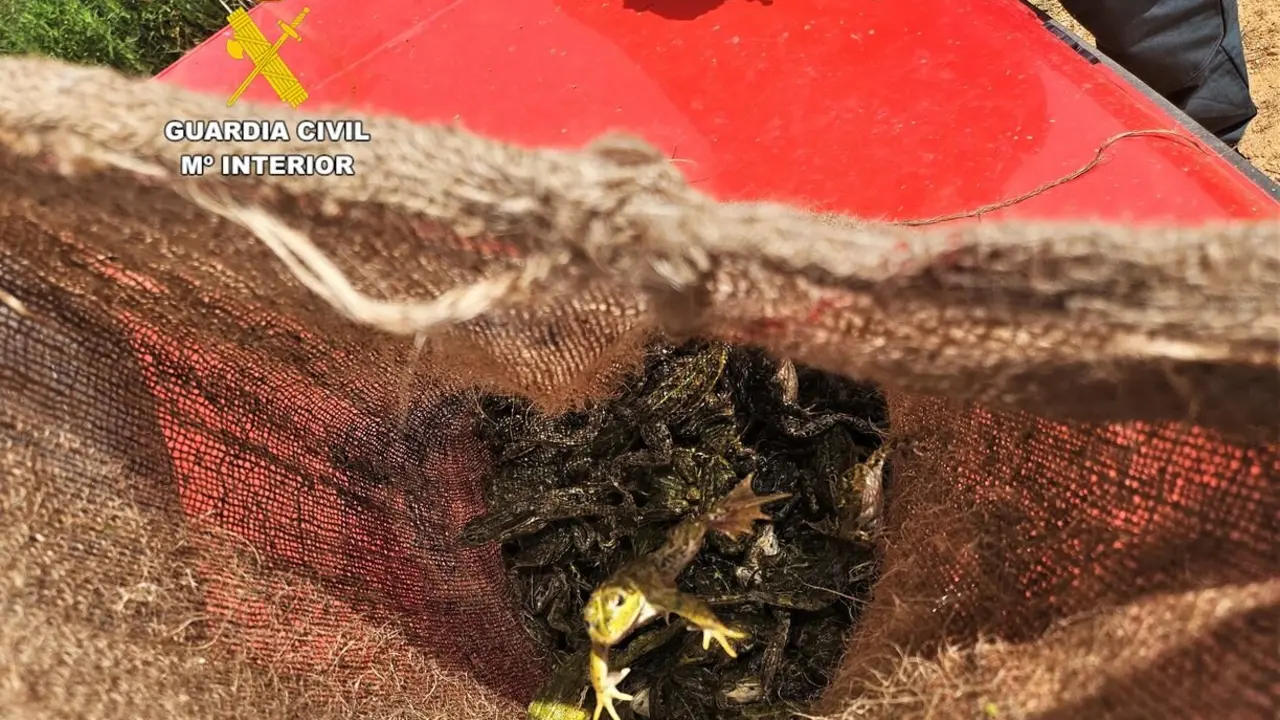 Imagen de las las ranas decomisadas. Foto: Guardia Civil.