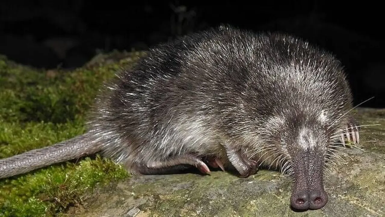 Un ejemplar desm&aacute;n ib&eacute;rico. / WWF / J. G. ESTEBAN
