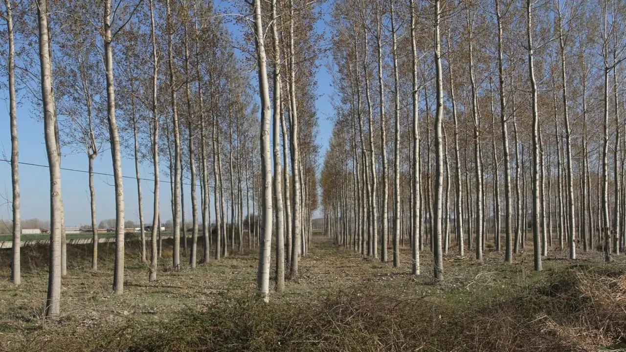 Investigadoras del campus de Ponferrada lideran un estudio internacional para la detección de enfermedades en choperas mediante satélites e IA. Foto: Ical