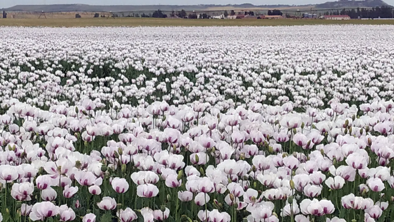Plantación de adormidera en Castilla y León. Foto: Rubén Cacho.
