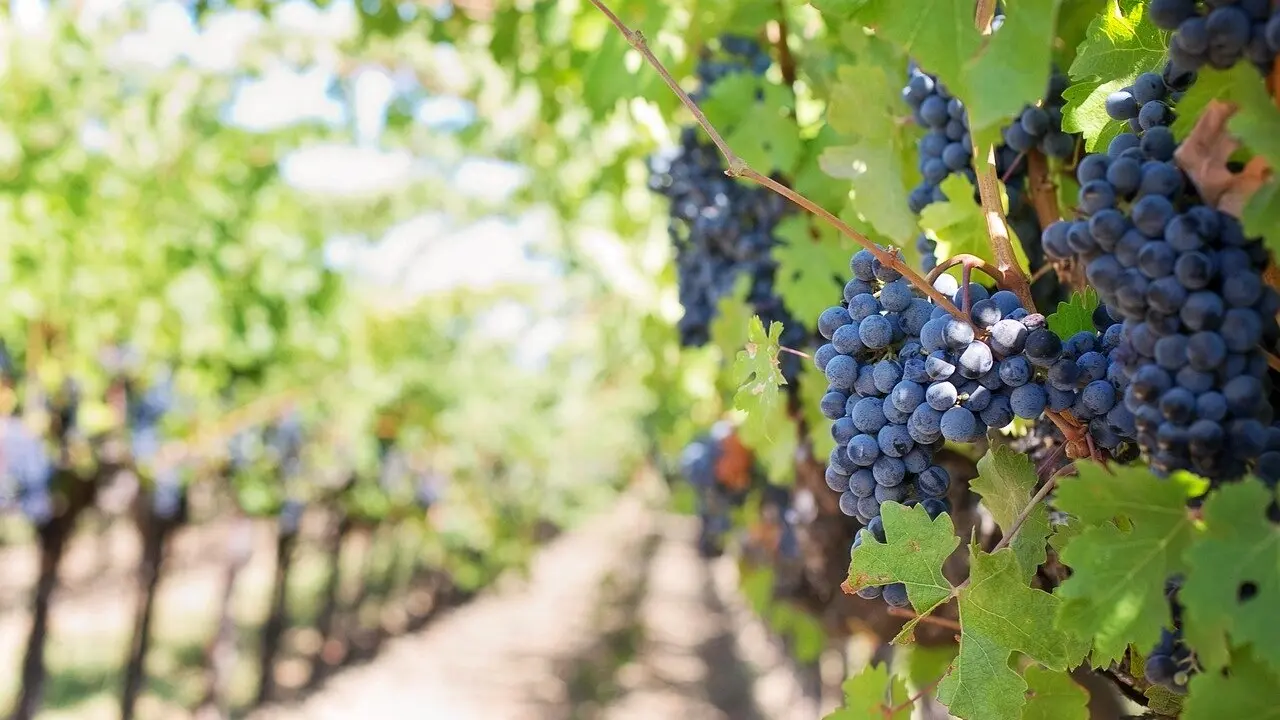 Castilla y León recibe 126 hectáreas para nuevas plantaciones de viñedo en 2025.
