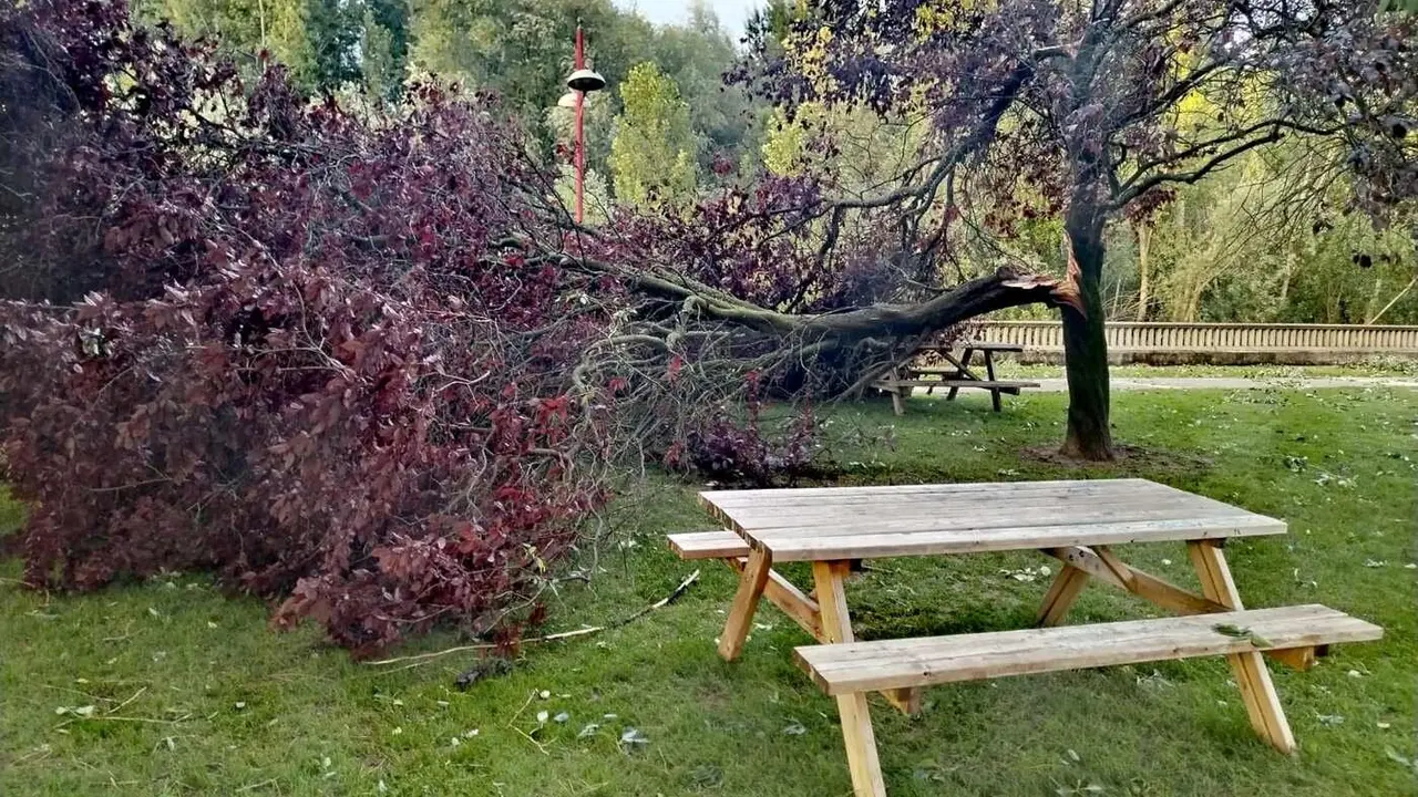 Imagen de un árbol caído este viernes como consecuencia de las fuertes rachas de viento este sábado. Foto: Javier Arias