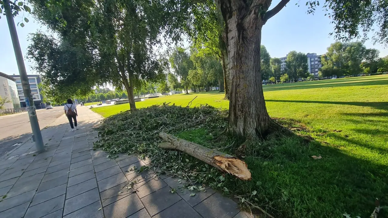 Un hombre de 73 años ha fallecido este viernes 4 de julio tras haber sido alcanzado por una rama que se desprendió de un árbol durante la fuerte tormenta que sacudió León en la tarde del jueves. En la imagen, el lugar en el que se produjo el fatal suceso. Fotos: Heraldo de León