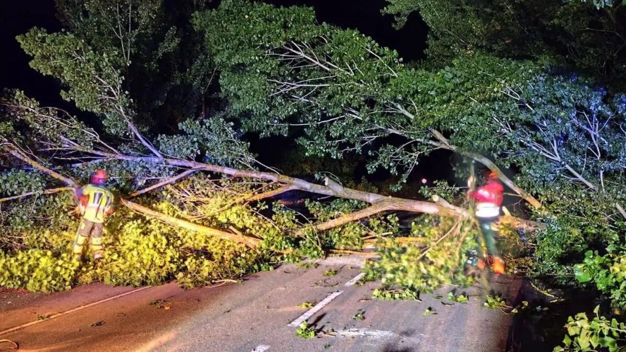 Un árbol cortó la carretera en Calzada de la Valdería. Foto: Sepeis