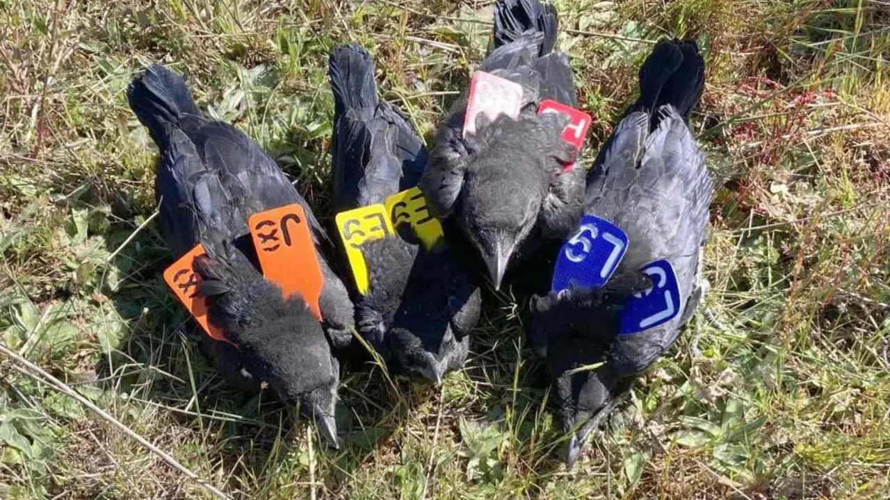 Las cornejas, con sus identificadores.