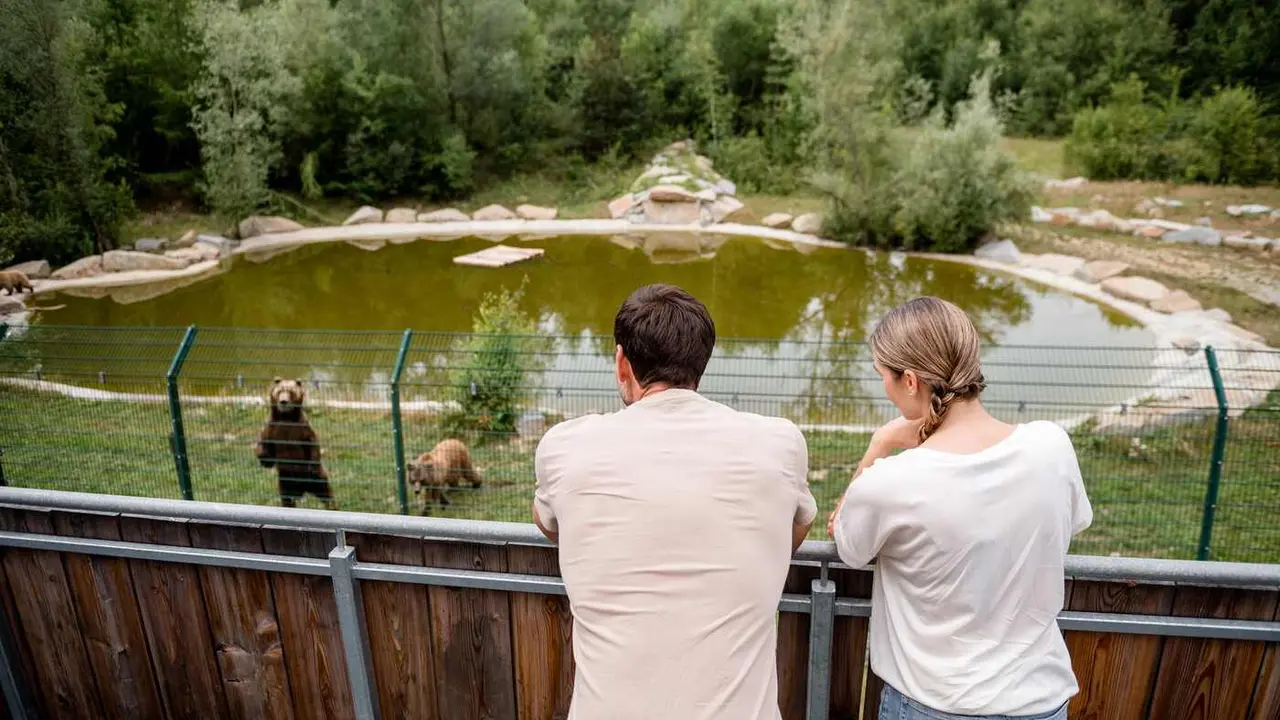 Luna y Ponderoso, dos osos pardos centroeuropeos, dejarán próximamente el recinto en el que han vivido toda su vida: el Coto Escolar de León. Allí han pasado 33 años en cautividad, convirtiéndose en los osos más longevos en su especie bajo supervisión humana en España. Su historia, cargada de afecto, debate y reivindicación, encuentra ahora un nuevo capítulo: serán trasladados al santuario Gnadenhof für Bären, en las afueras de Múnich (Alemania), un centro especializado en ofrecer segundas oportunidades a animales rescatados.