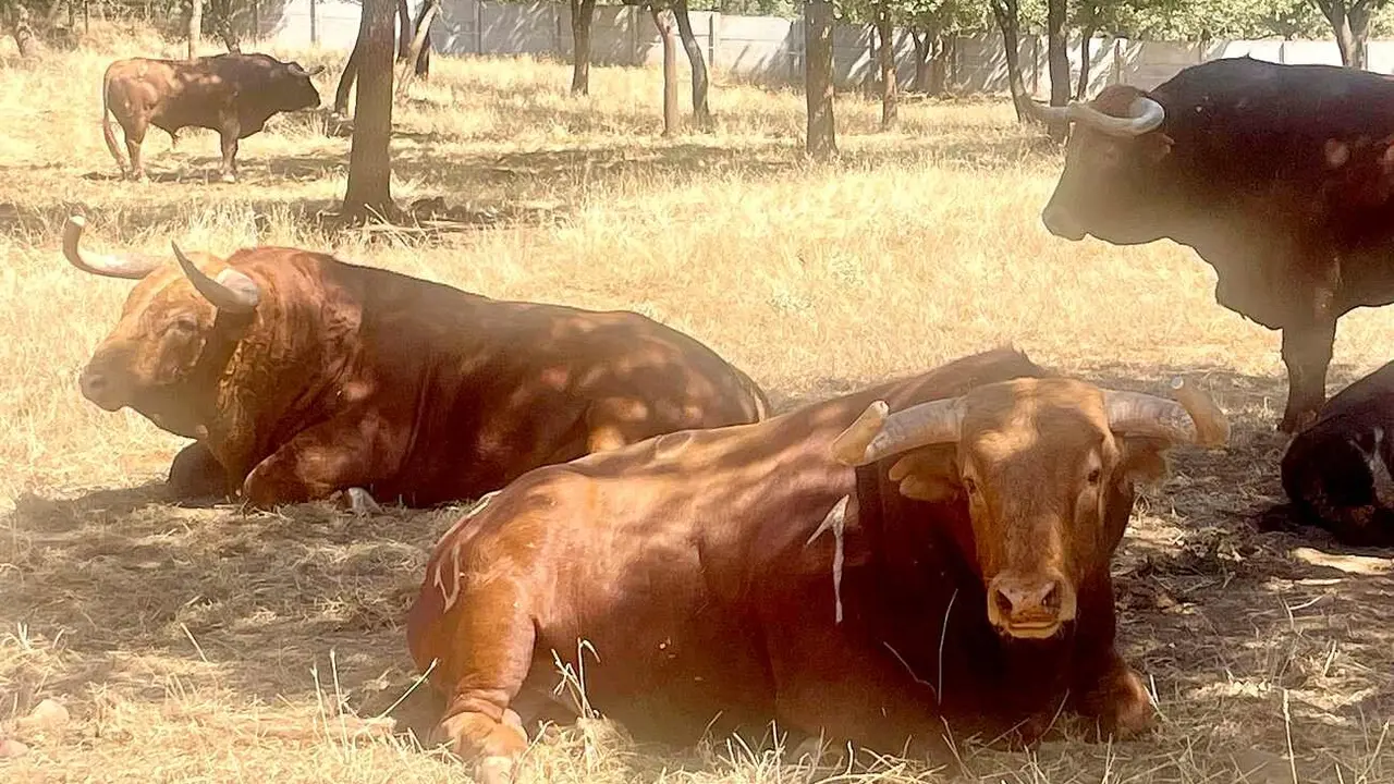 toros