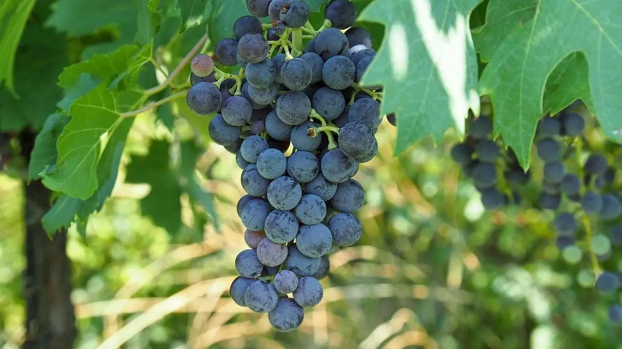 vinos