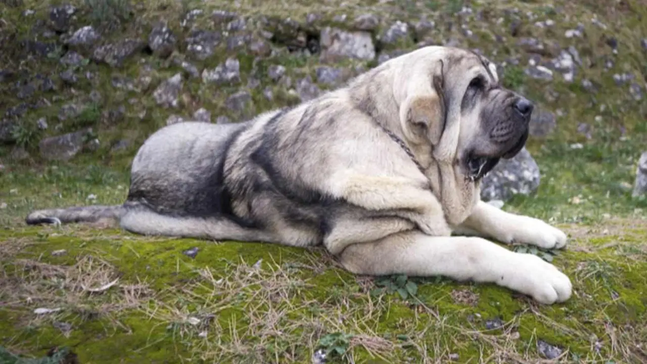 Imagen de un perro mastín; la Diputación quiere impulsar el desarrollo de esta raza.