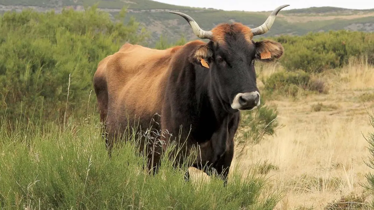 Imagen de una vaca mantequera leonesa. Siete 'compañeras' serán protagonistas en Netflix.