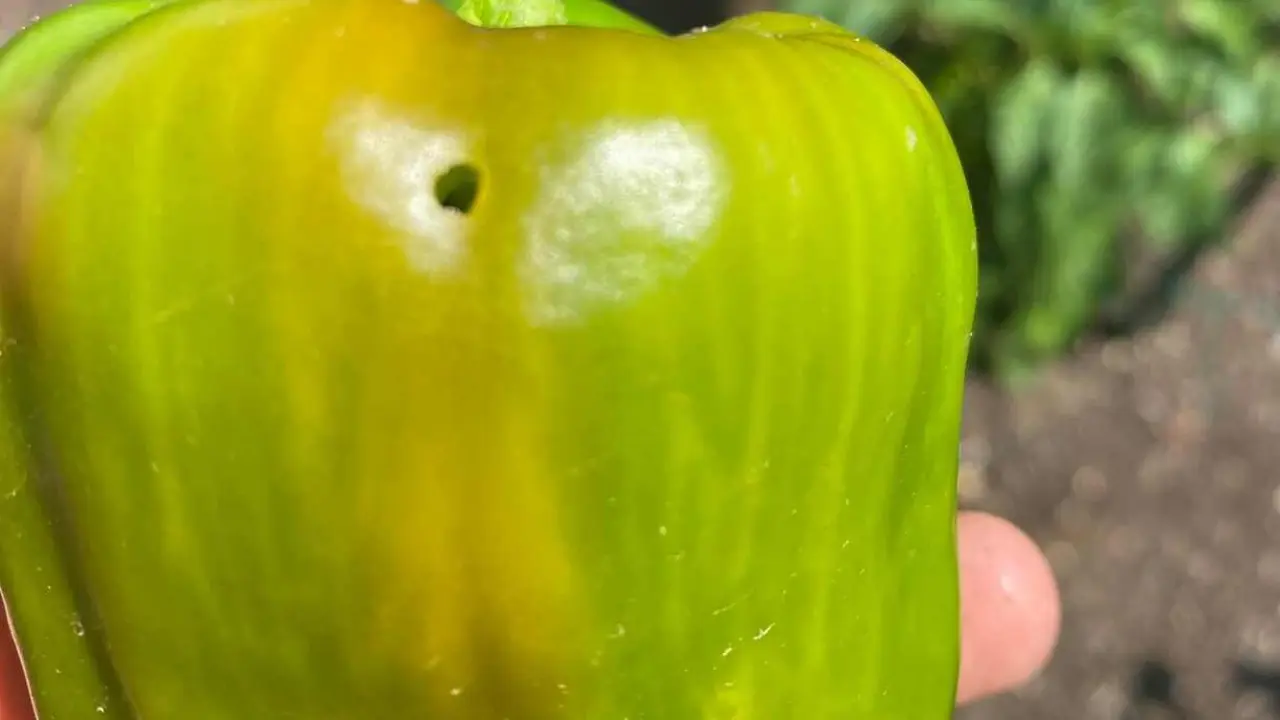 Alertan sobre polilla en los pimientos del Bierzo; en la imagen el efecto de la presencia de la oruga.