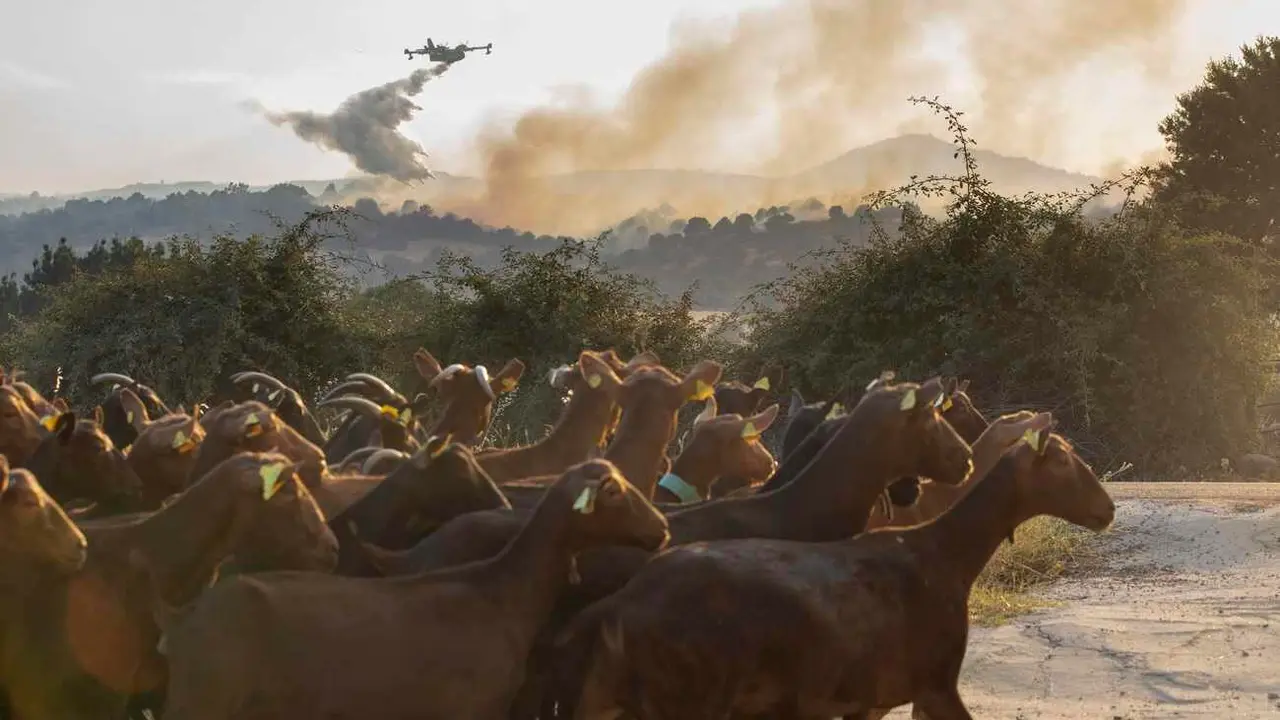 La Junta activa la situación operativa dos ante la evolución del incendio de Navaluenga (Ávila).