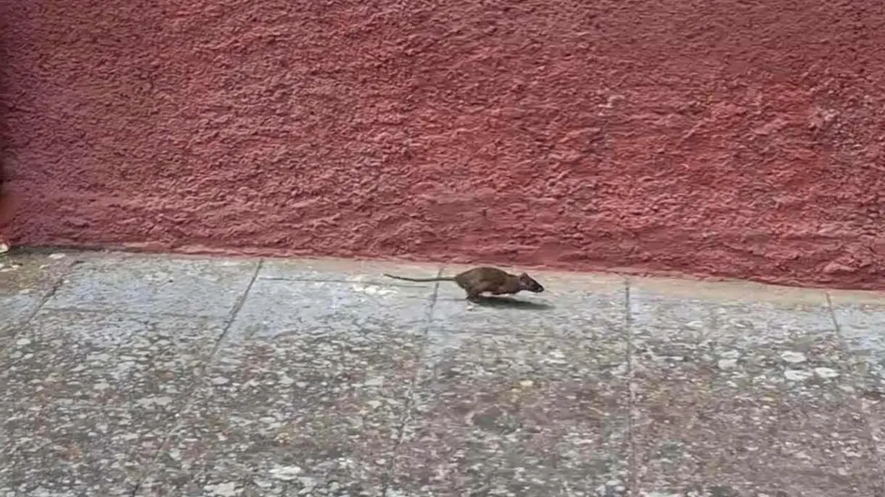 Roedores fotografiados por los vecinos de San Andrés del Rabanedo en los últimos días.
