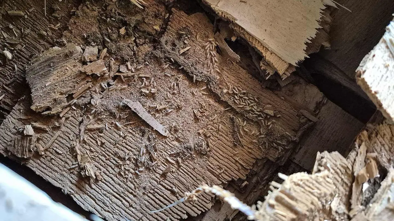 Larvas de termitas en la iglesia de Fontanil de los Oteros.