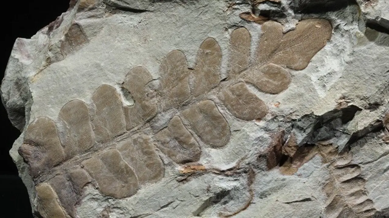 neuropteris-ovata