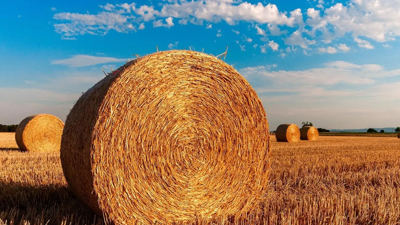 El campo leonés deja sin empacar la mitad de su paja por falta de rentabilidad.