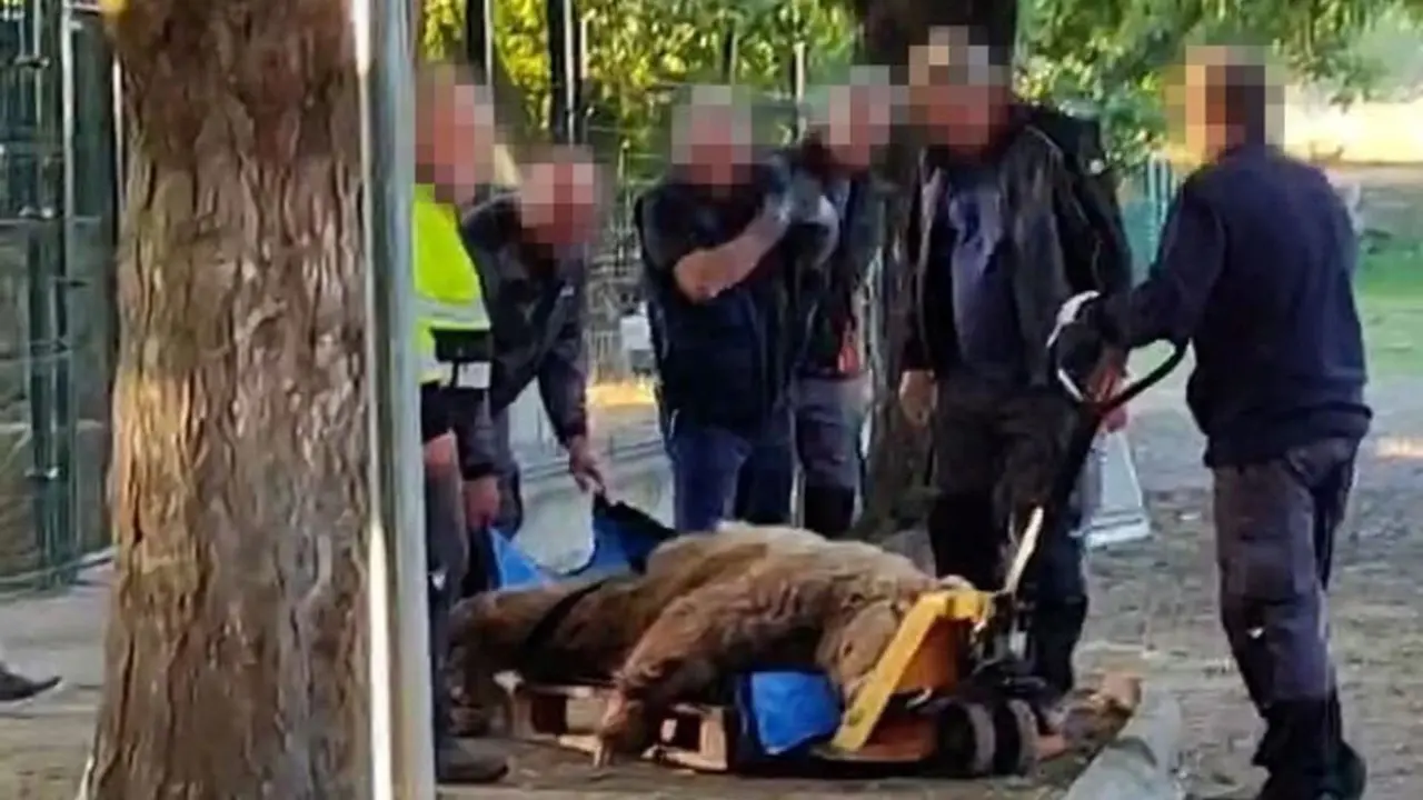 Los osos del Coto Escolar, Luna y Ponderoso, llegarán este miércoles a la que será su nueva casa en Alemania.