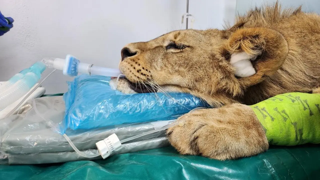 Dos leoneses africanos del Parque Natural de Cabárceno reciben un tratamiento pionero en el Hospital Veterinario de la Universidad de León.