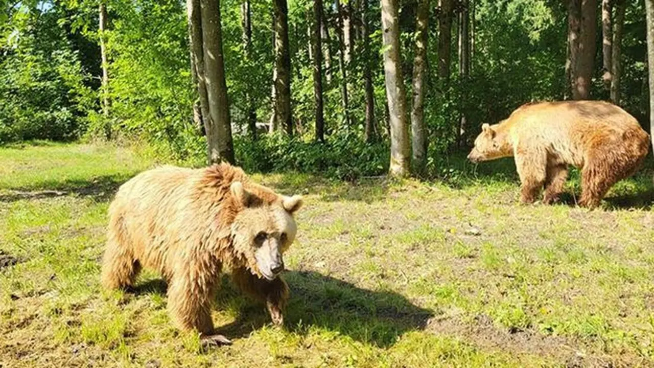 Luna y Ponderoso en su nuevo hogar.