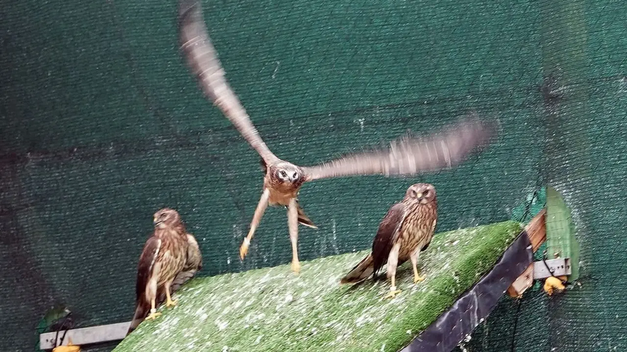 Ejemplares de aguilucho cenizo en las instalaciones del Centro de Recuperación de Animales Silvestres (CRAS) de Valladolid.