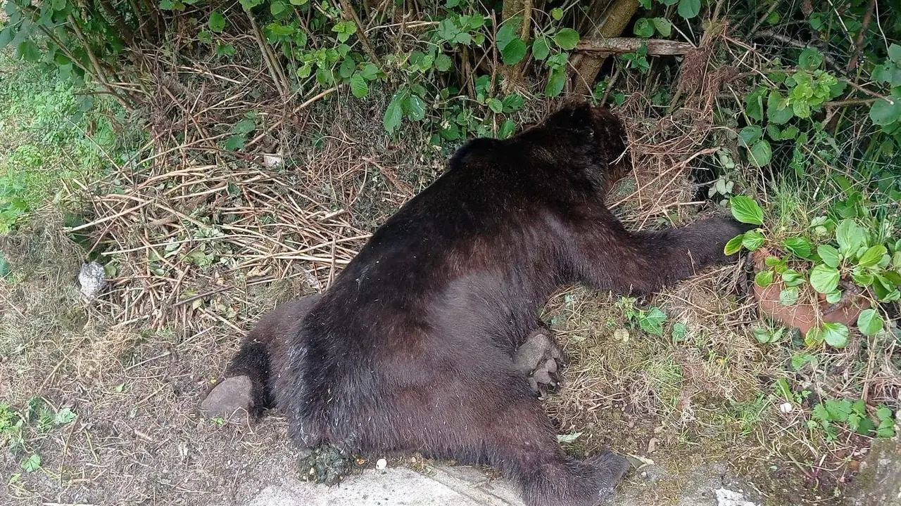 Ejemplar de oso pardo de unos 170 kilos hallado en Cuevas cuya muerte se investiga como furtivismo. Foto: Gob. de Asturias