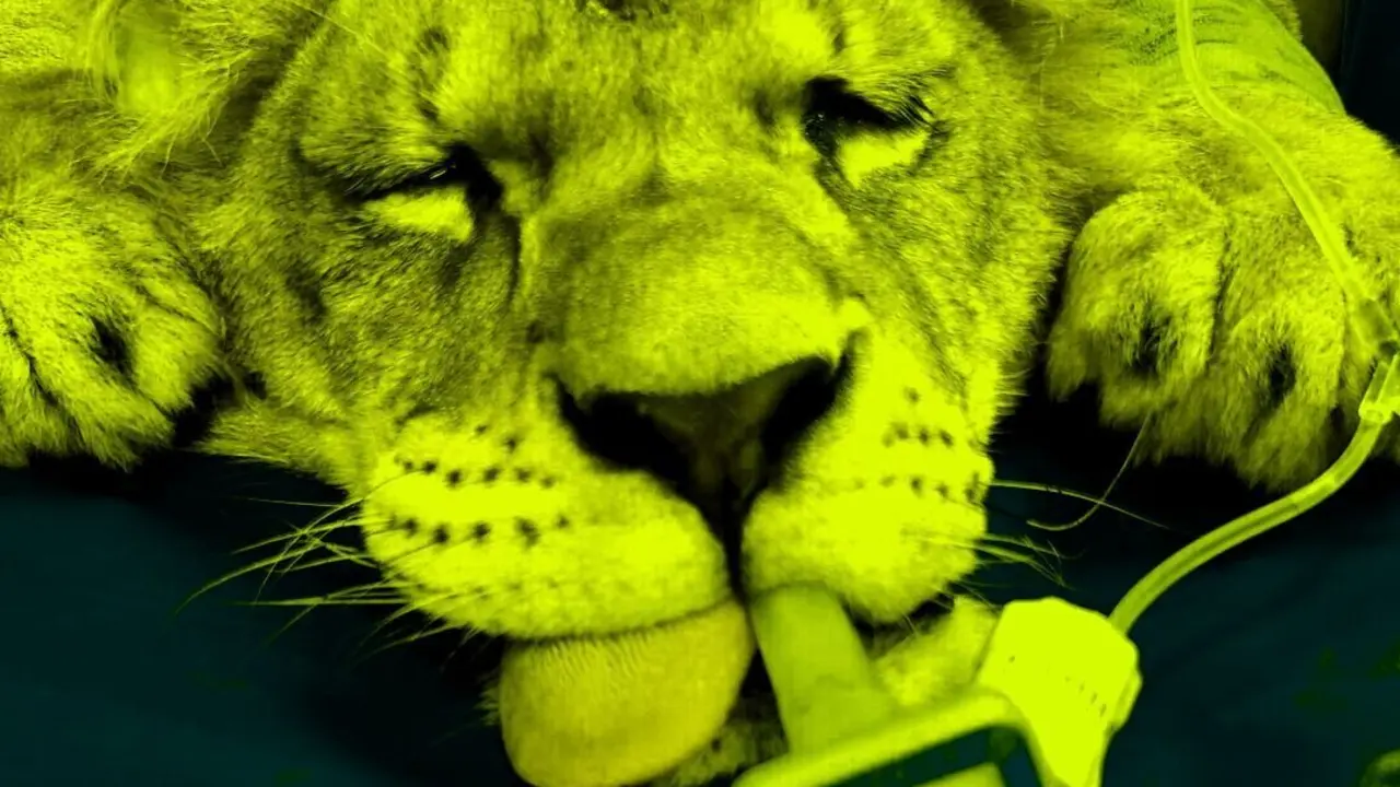 Los leones enfermos