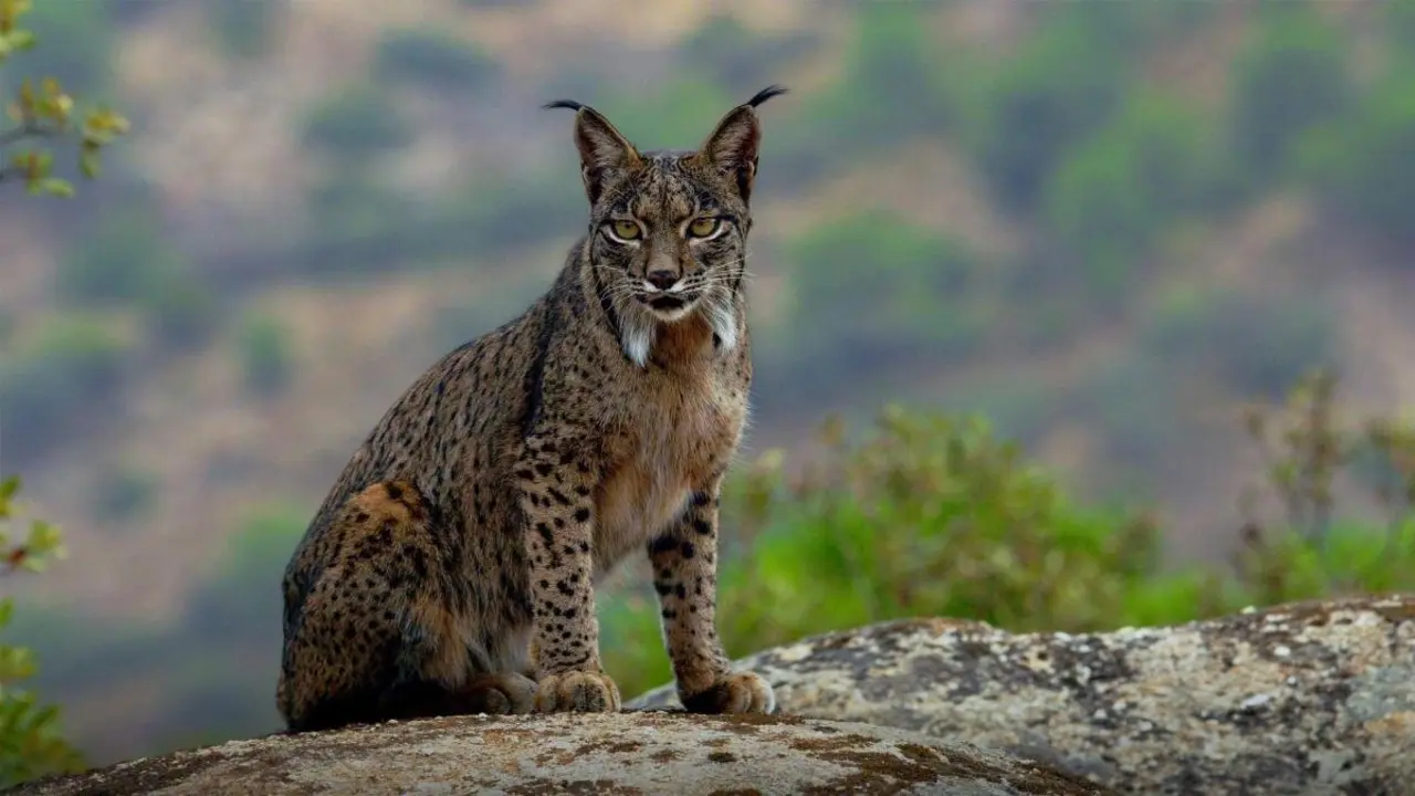 Un ejemplar de lince ibérico. Foto: Fundación La Caixa