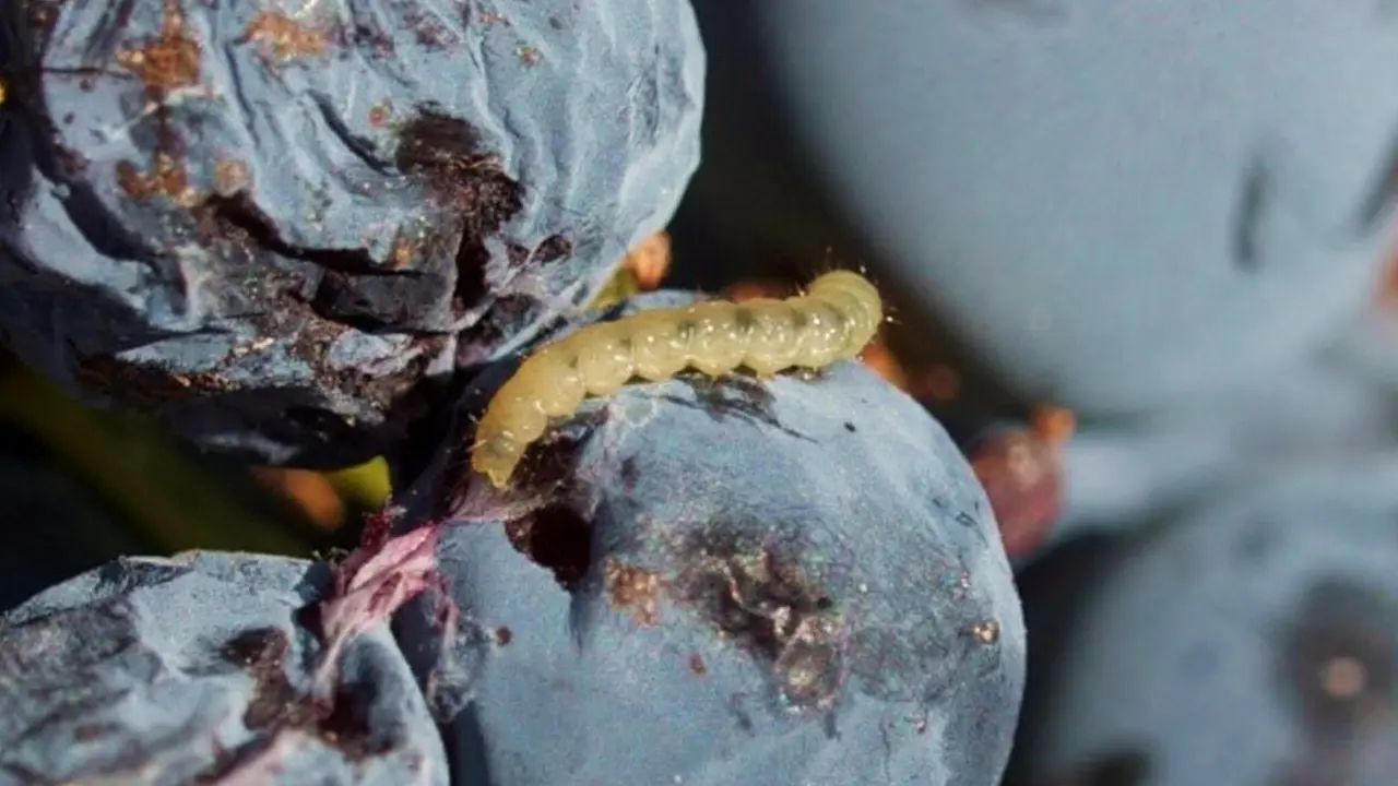 Larva de la polilla de la vid. Foto: Itacyl