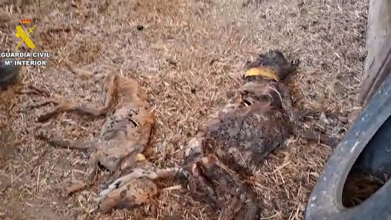 perros Badajoz 1