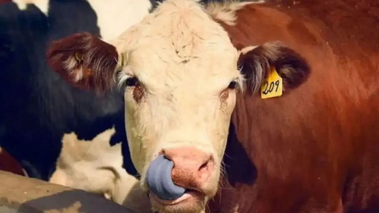 Una vaca afectada por la enfermedad de la lengua azul