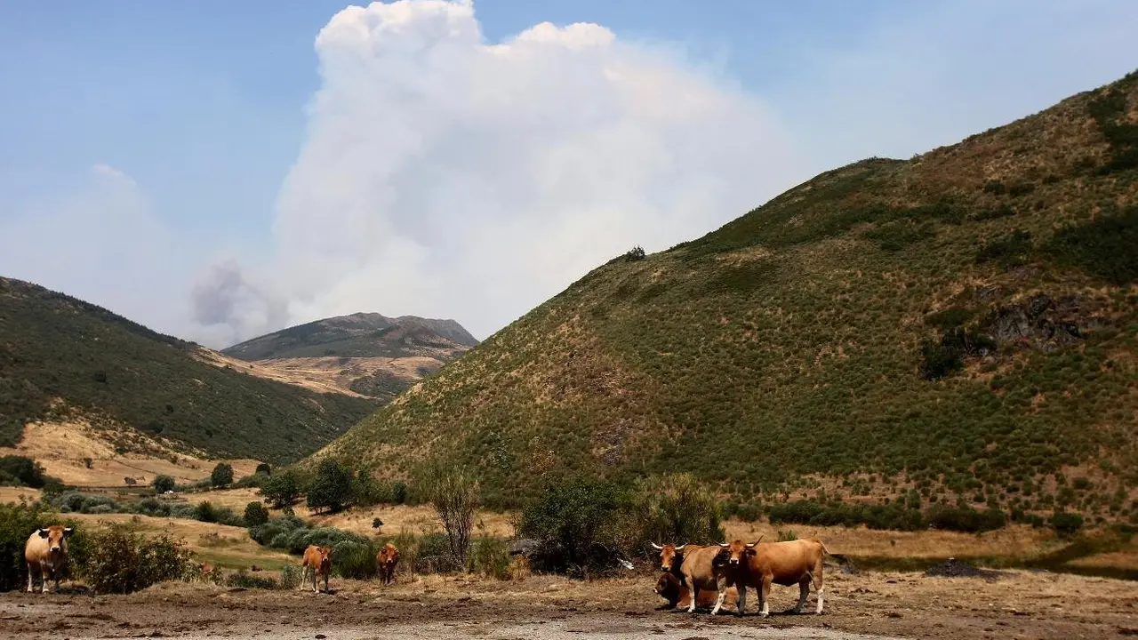 UPL urge a agilizar la entrega de alimento a los animales hoy sin recursos en el campo.